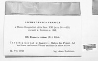 Tromera resinae image